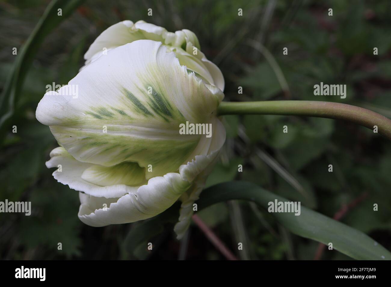 Tulipa gesneriana var dracontia ‘Parrot Bianco’ Parrot 10 Tulip di Parrot Bianco - petali bianchi tortuosi e cremosi, fiamme verdi, strisce verdi, piuma verde Foto Stock