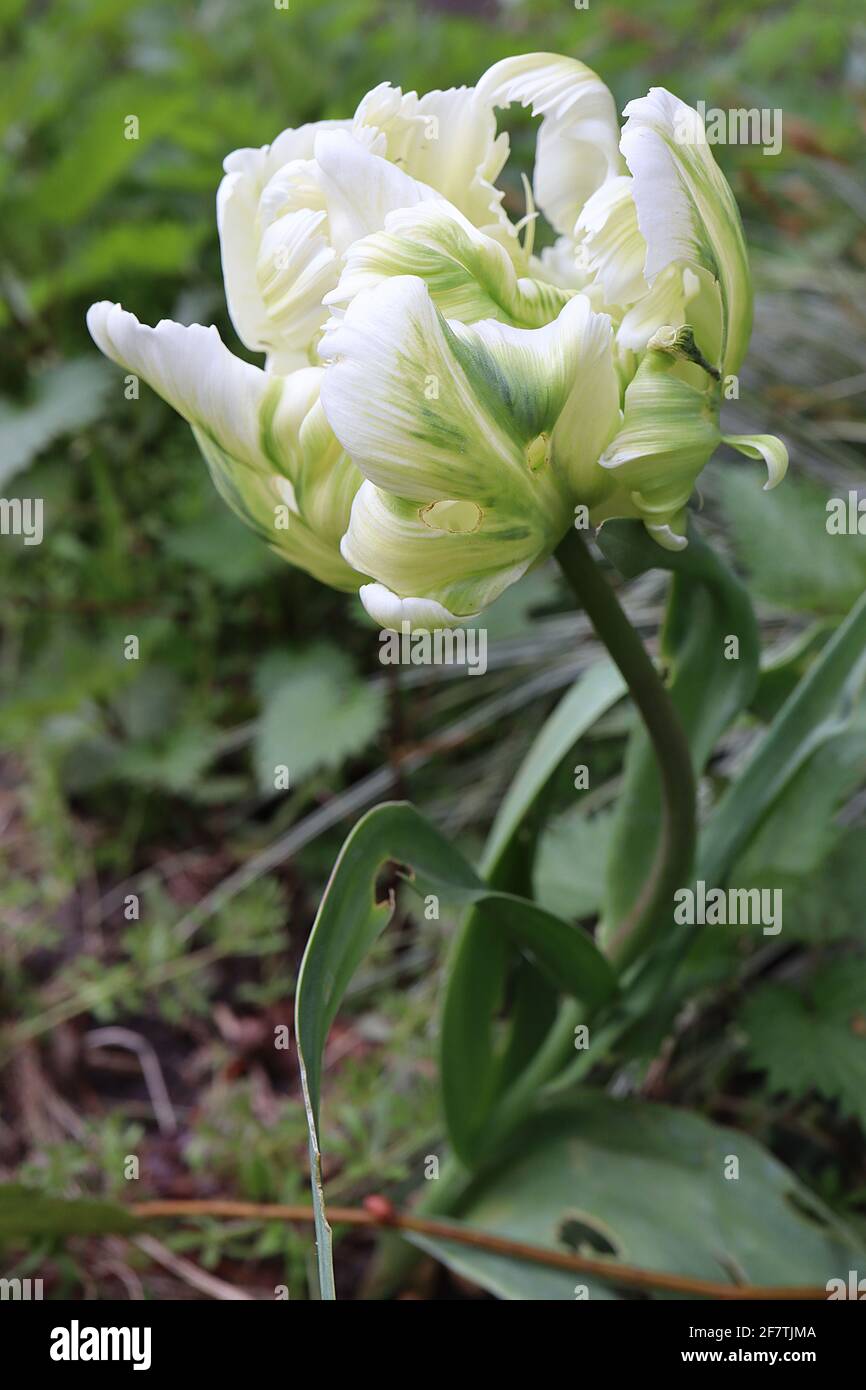 Tulipa gesneriana var dracontia ‘Parrot Bianco’ Parrot 10 Tulip di Parrot Bianco - petali bianchi tortuosi e cremosi, fiamme verdi, strisce verdi, piuma verde Foto Stock