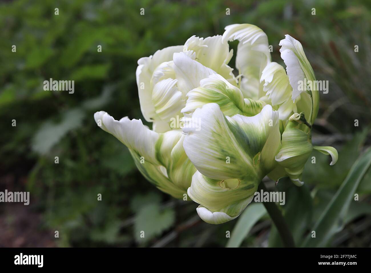 Tulipa gesneriana var dracontia ‘Parrot Bianco’ Parrot 10 Tulip di Parrot Bianco - petali bianchi tortuosi e cremosi, fiamme verdi, strisce verdi, piuma verde Foto Stock