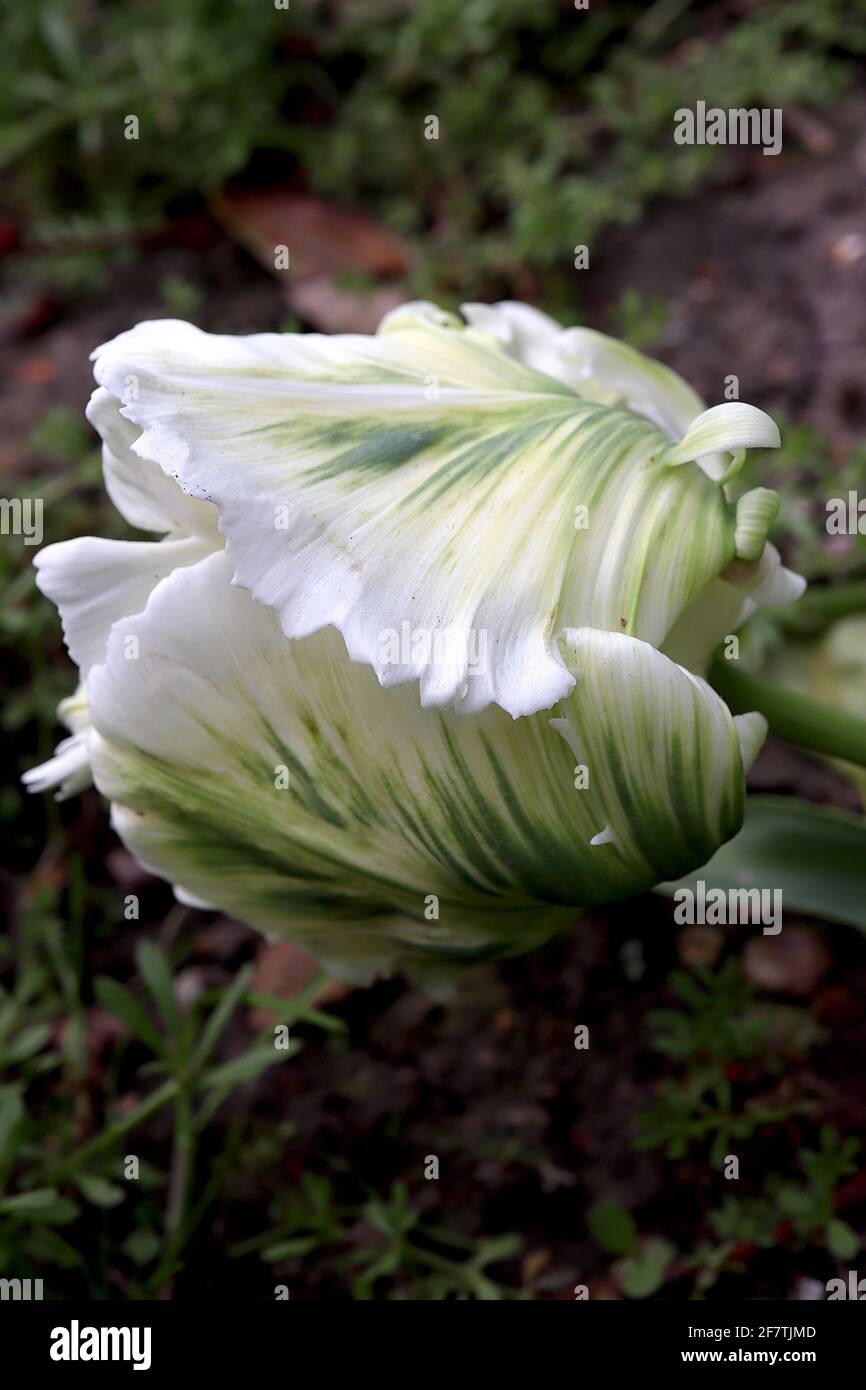 Tulipa gesneriana var dracontia ‘Parrot Bianco’ Parrot 10 Tulip di Parrot Bianco - petali bianchi tortuosi e cremosi, fiamme verdi, strisce verdi, piuma verde Foto Stock