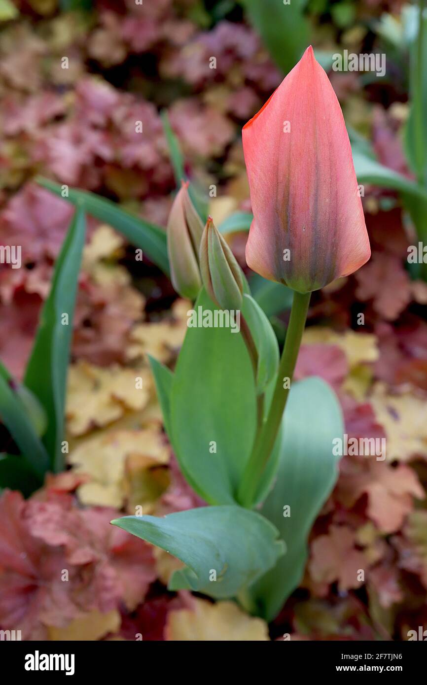 Tulipa ‘Orange Brilliant’ Fosteriana 13 tulipano arancione brillante - fiori arancioni profondi, fiamme verde scuro, aprile, Inghilterra, Regno Unito Foto Stock