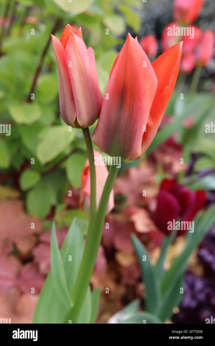 Tulipa ‘Orange Brilliant’ Fosteriana 13 tulipano arancione brillante - fiori arancioni profondi, fiamme verde scuro, aprile, Inghilterra, Regno Unito Foto Stock