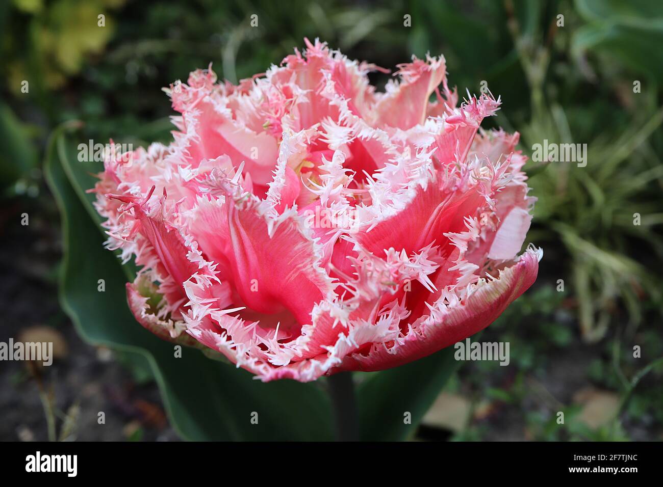 Tulipa ‘Queensland’ frangiata 7 Tulland Tulip - fiori rosa caramella, frange bianche, aprile, Inghilterra, Regno Unito Foto Stock