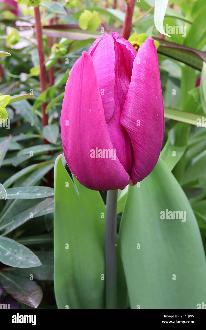 Tulipa ‘Purple Prince’ Single Early 1 Purple Prince Tulip – fiori viola, lilla bordi, base gialla, aprile, Inghilterra, REGNO UNITO Foto Stock