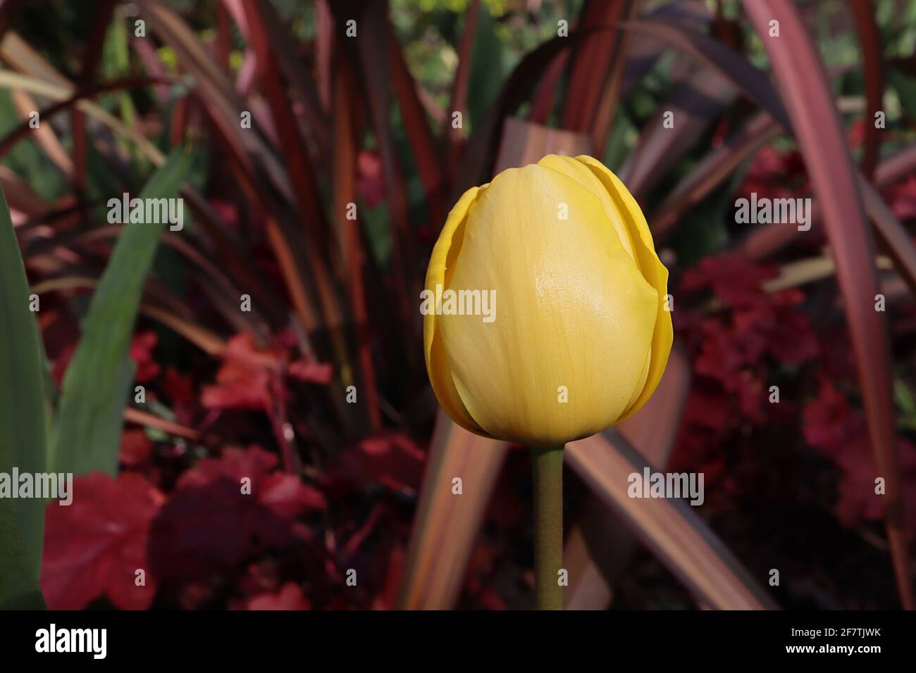 Tulipa ‘Golden apeldoorn’ Darwin Hybrid 4 Golden Apeldoorn tulip - fiori gialli, bordi gialli dorati, aprile, Inghilterra, Regno Unito Foto Stock