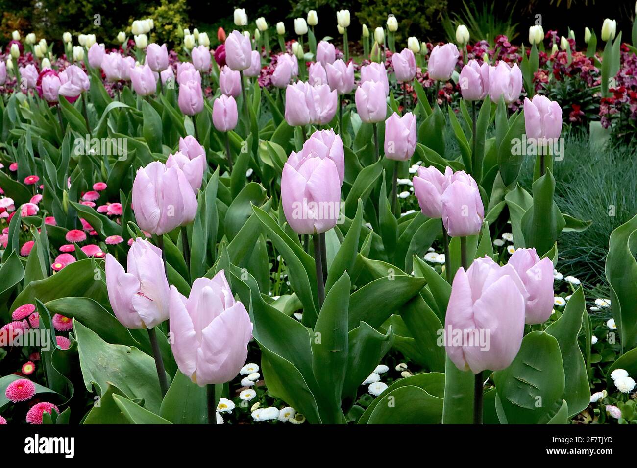 Tulipa ‘Rosalie’ Triumph tulip 3 Rosalie tulip – fiori rosa lavanda, bordi rosa pallido, aprile, Inghilterra, Regno Unito Foto Stock