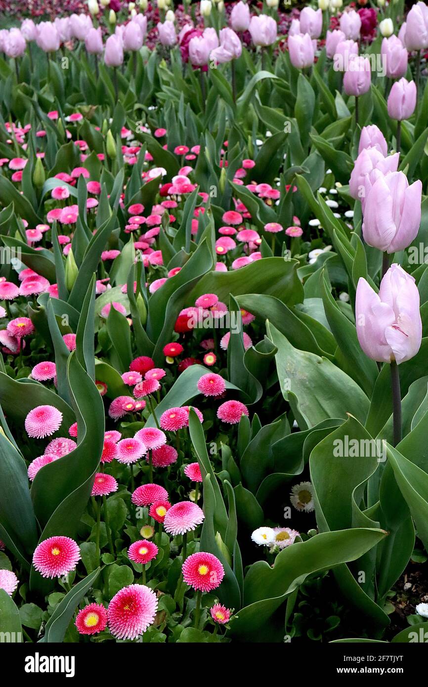 Tulipa ‘Rosalie’ Triumph tulip 3 Rosalie tulip – fiori rosa lavanda, bordi rosa pallido, aprile, Inghilterra, Regno Unito Foto Stock