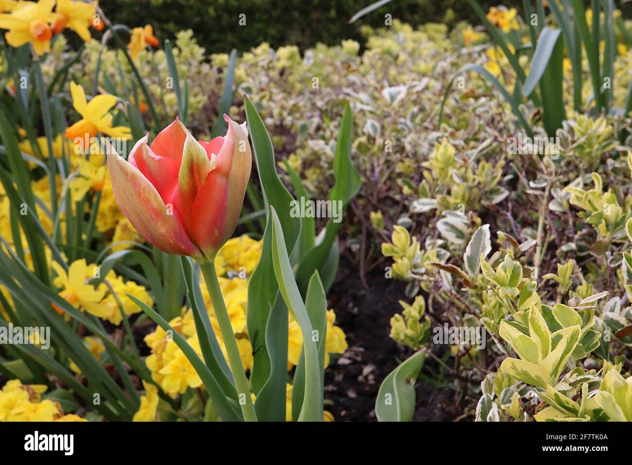 Tulipa ‘Mayflower’ Single Late 5 tulipano Mayflower - fiori di palma, ampi bordi rossi, fiamma verde pallido, aprile, Inghilterra, REGNO UNITO Foto Stock