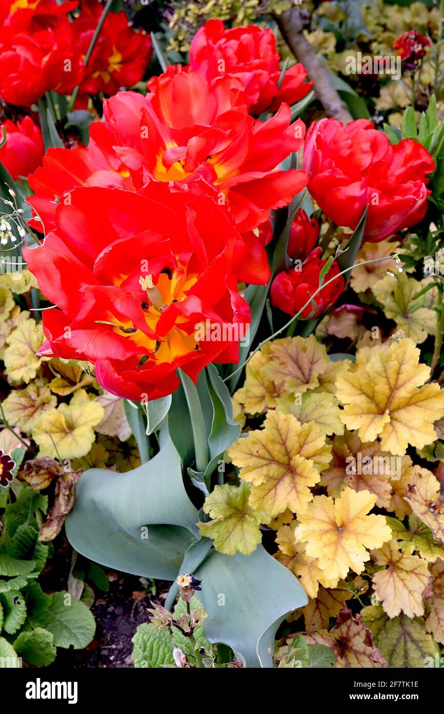 Tulipa ‘Red Princess’ Double Late 11 Red Princess tulip – petali rossi a doppio scarlatto, centro giallo, aprile, Inghilterra, Regno Unito Foto Stock