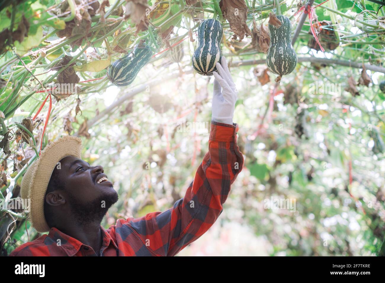 L'uomo contadino africano controlla il melone in una fattoria di verdure con un sorriso e felicità Foto Stock