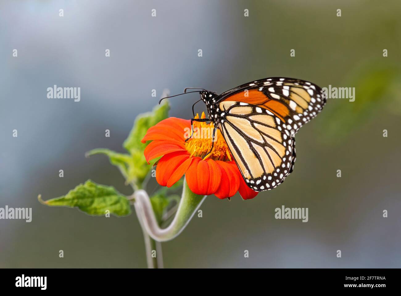 Una farfalla monarca seduta su un luminoso girasole messicano arancione con un gambo ondulato e ondulato, visto da un angolo insolito. Foto Stock
