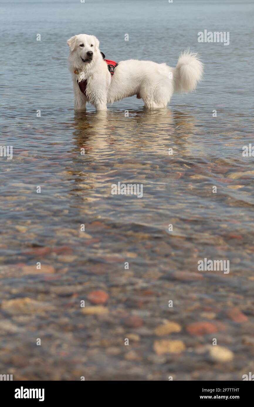 Cane bianco che indossa imbracatura rossa, in piedi in acqua di lago a Cherry Beach, Toronto, ON, Canada. Foto Stock