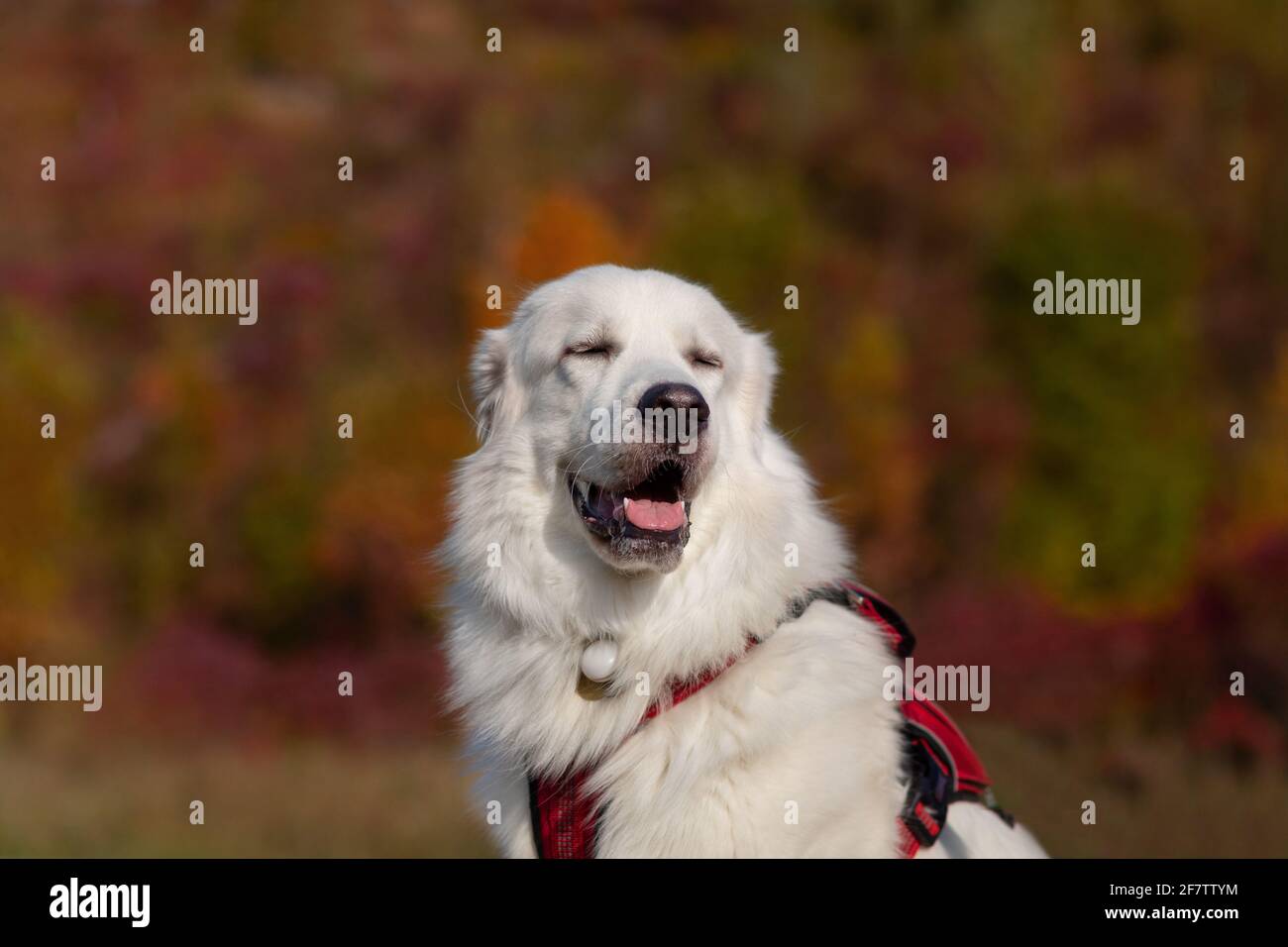 Primo piano di cane bianco sorridente, contenuto, con colori autunnali sullo sfondo. Foto scattata durante l'autunno al Brickworks, Toronto, ON, Canada. Foto Stock