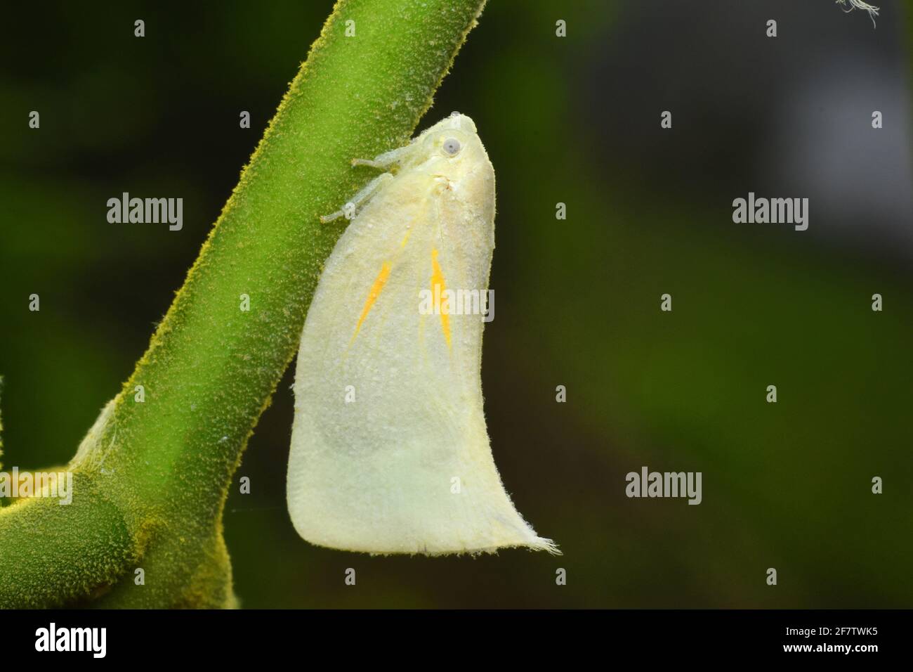 Plantopper bianco su ramoscello verde Foto Stock