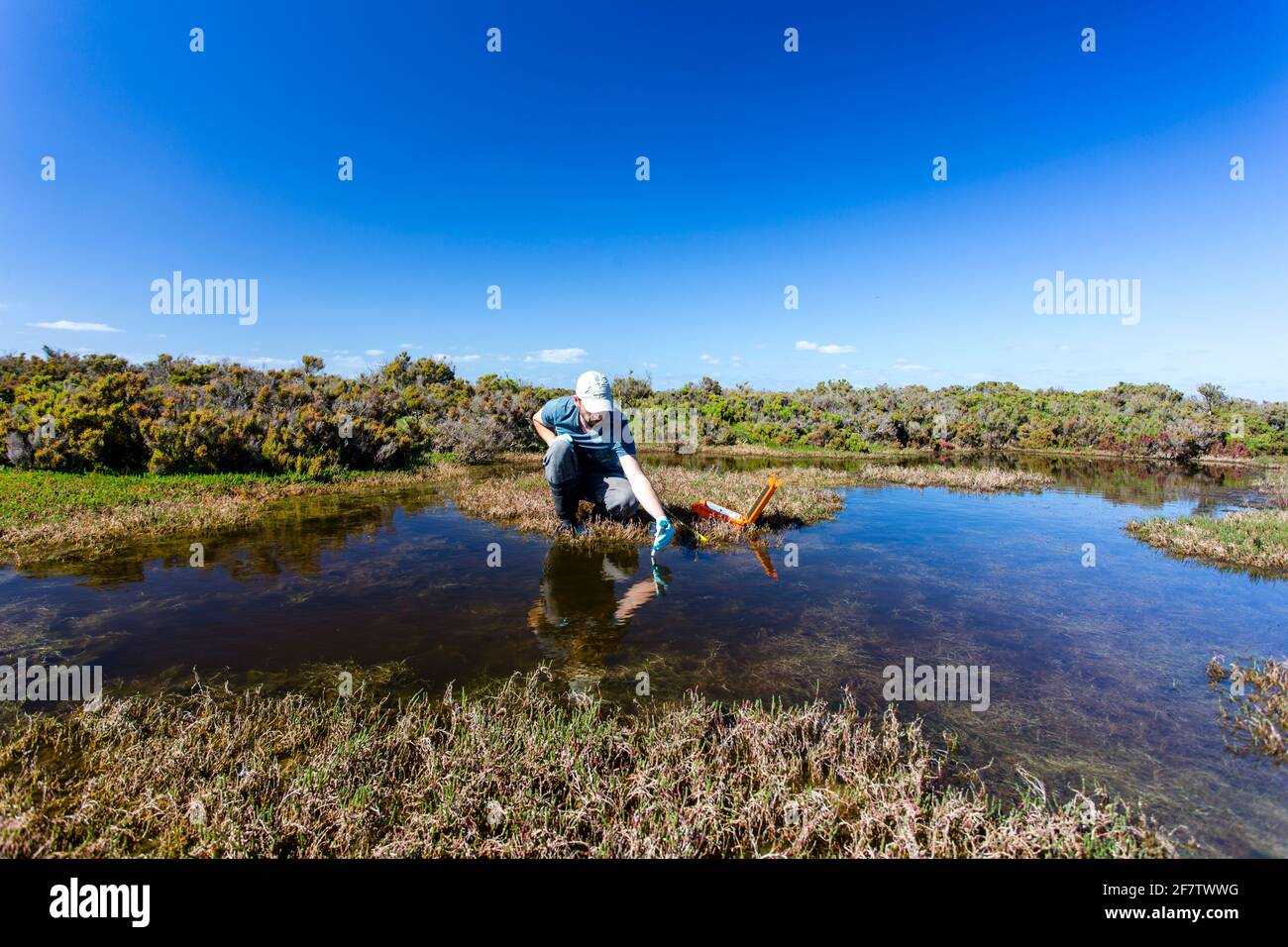 Scienziato che misura i parametri ambientali di qualità dell'acqua in una zona umida. Foto Stock