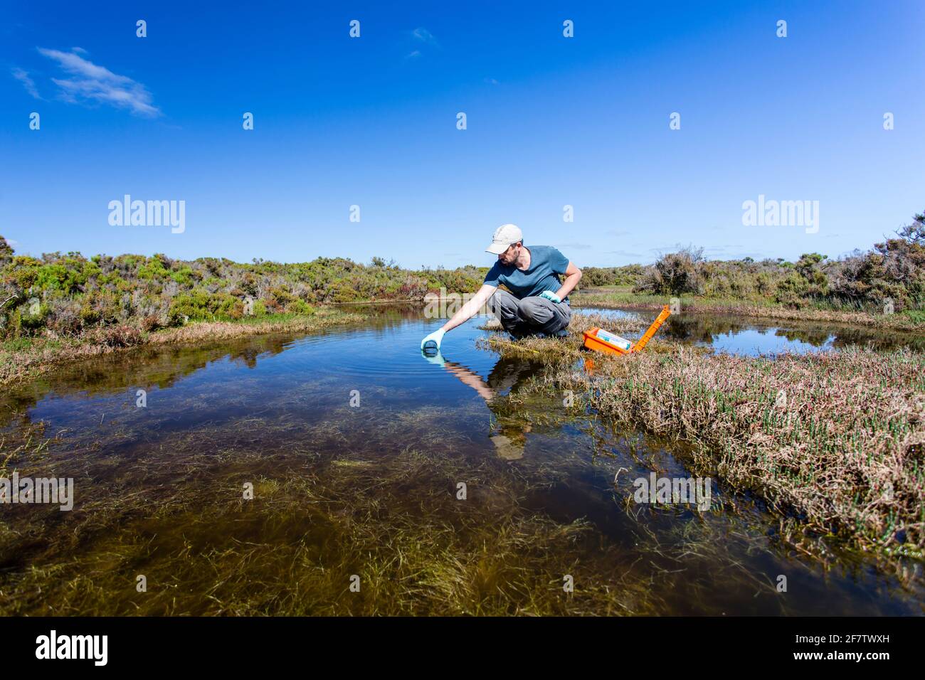 Scienziato che misura i parametri ambientali di qualità dell'acqua in una zona umida. Foto Stock