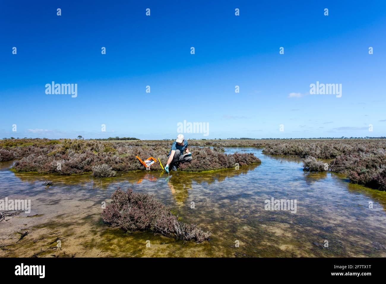 Scienziato che misura i parametri ambientali di qualità dell'acqua in una zona umida. Foto Stock