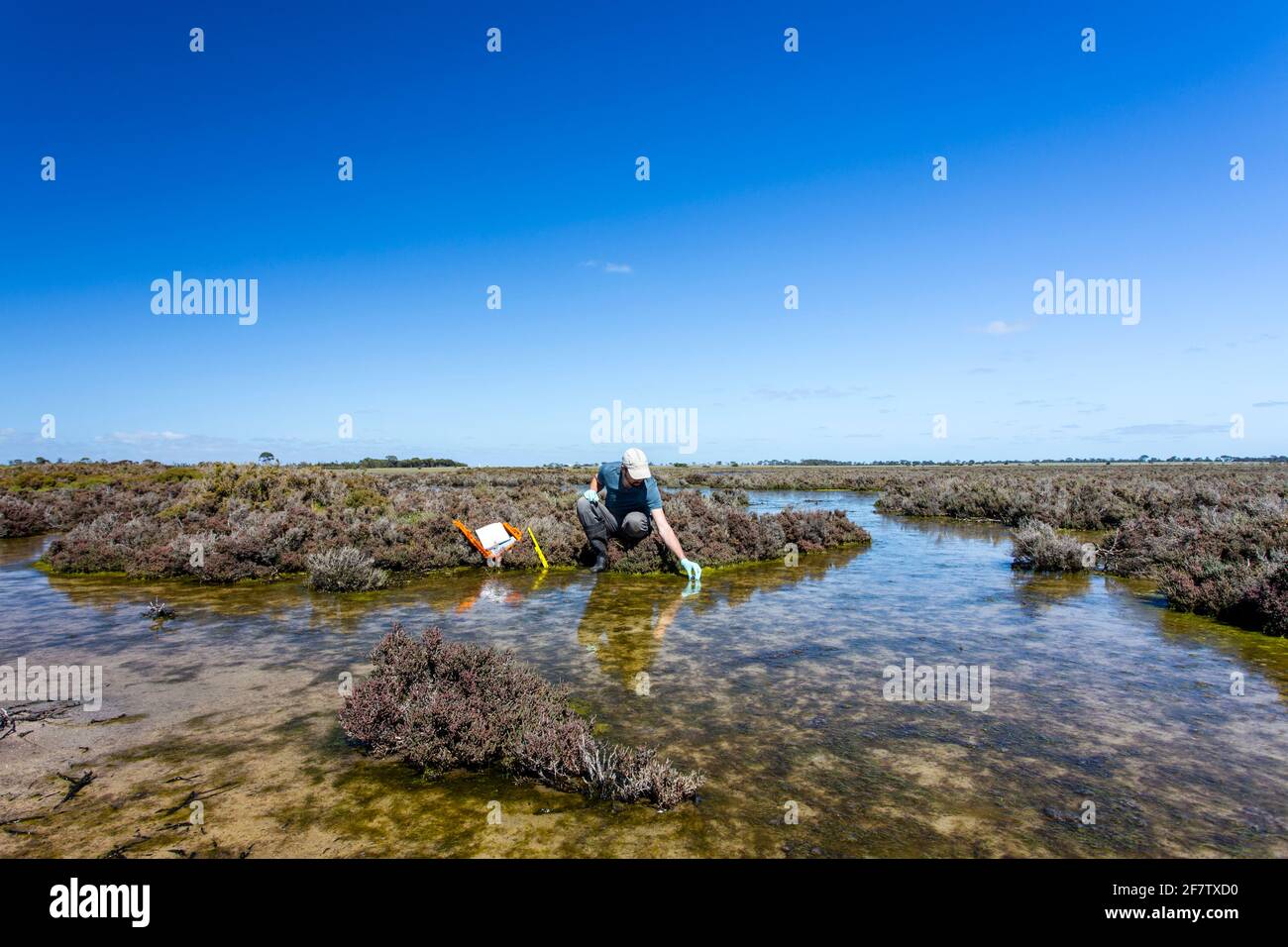 Scienziato che misura i parametri ambientali di qualità dell'acqua in una zona umida. Foto Stock