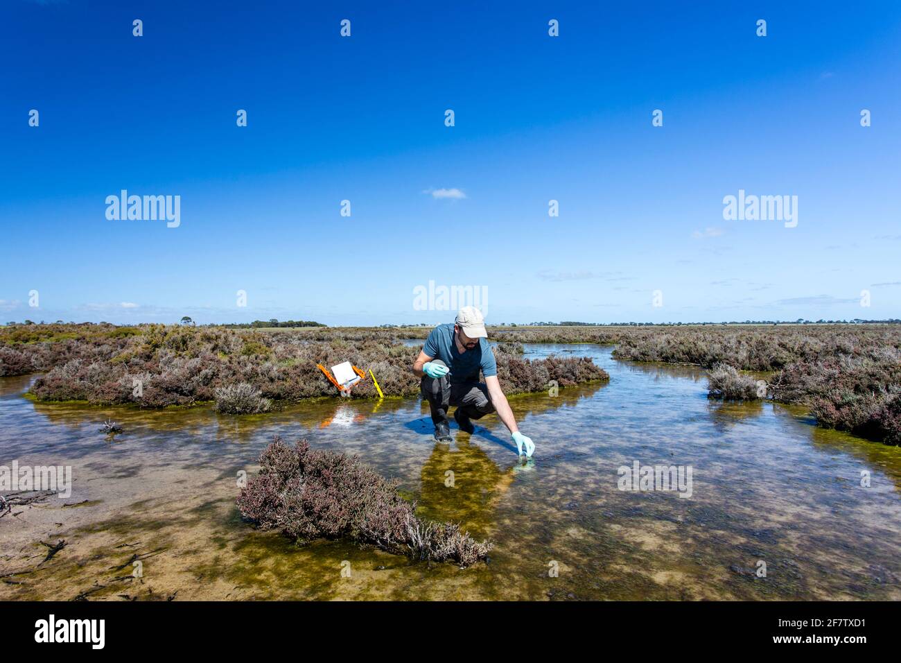 Scienziato che misura i parametri ambientali di qualità dell'acqua in una zona umida. Foto Stock