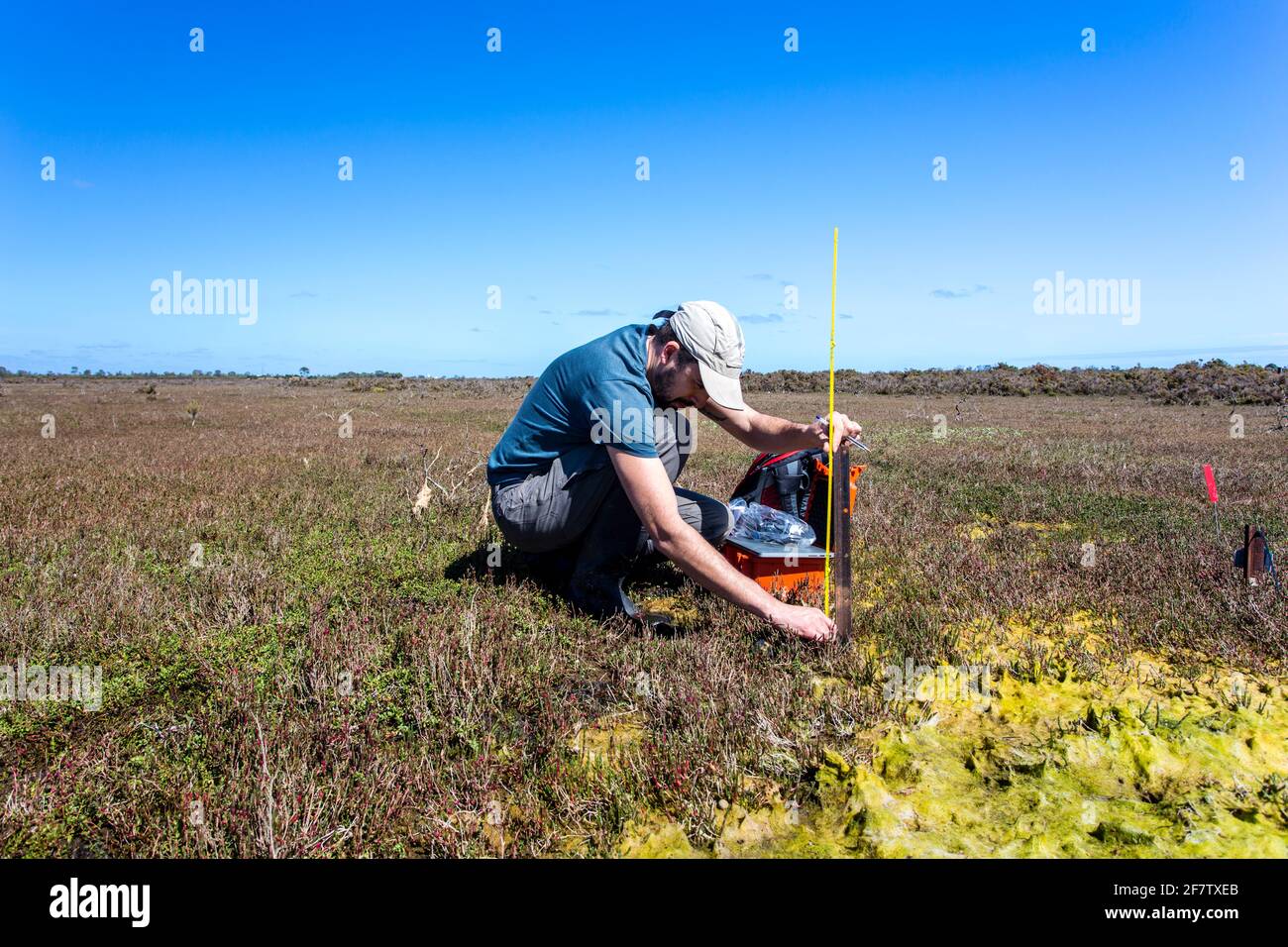 Scienziato che istituisce un logger di livello dell'acqua in una zona umida. Foto Stock