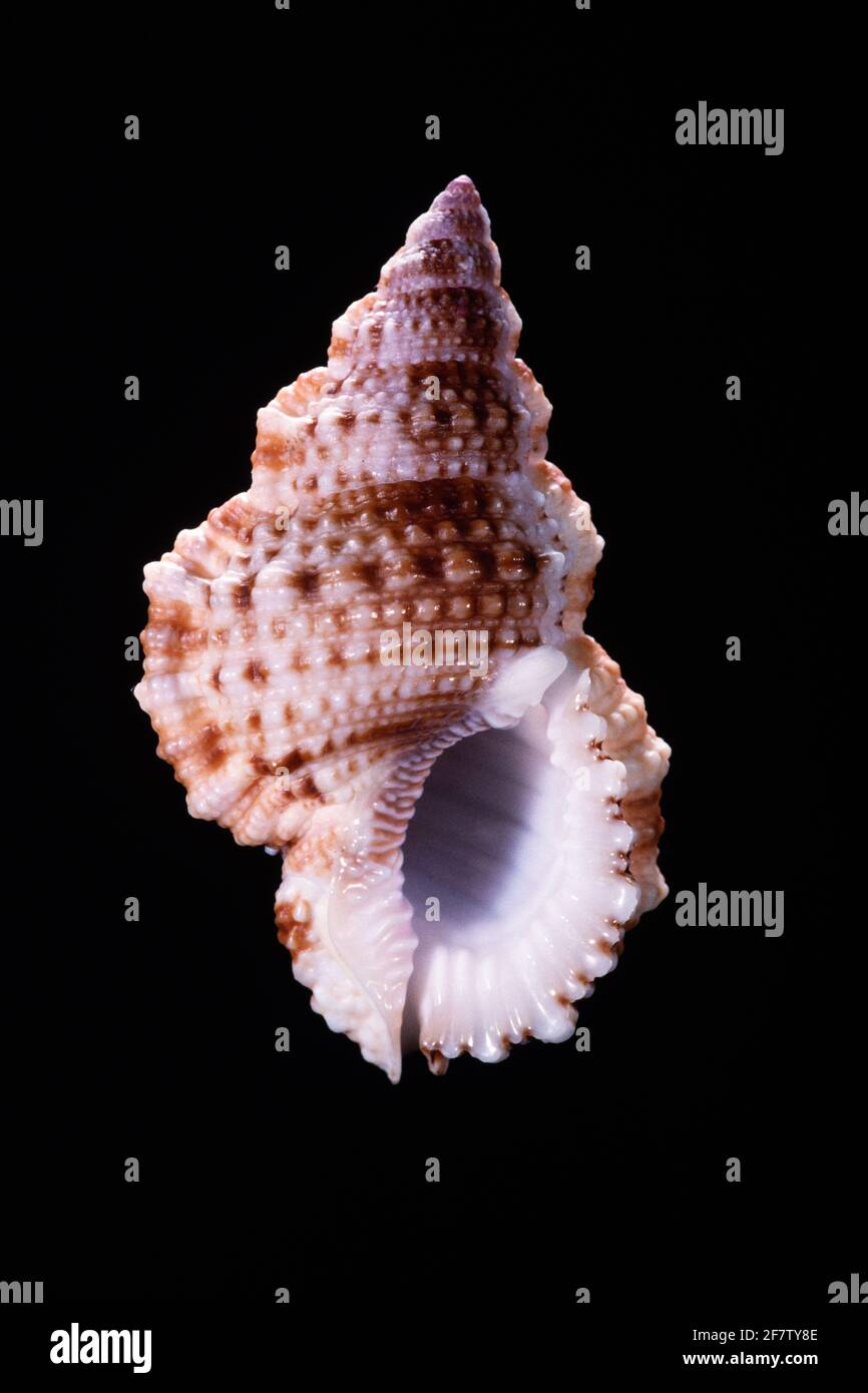 Granulare Frog Shell, Bursa granularis, una lumaca di mare trovato in Indo-Pacifico, Caraibi, Golfo del Messico e Nuova Zelanda. Foto Stock