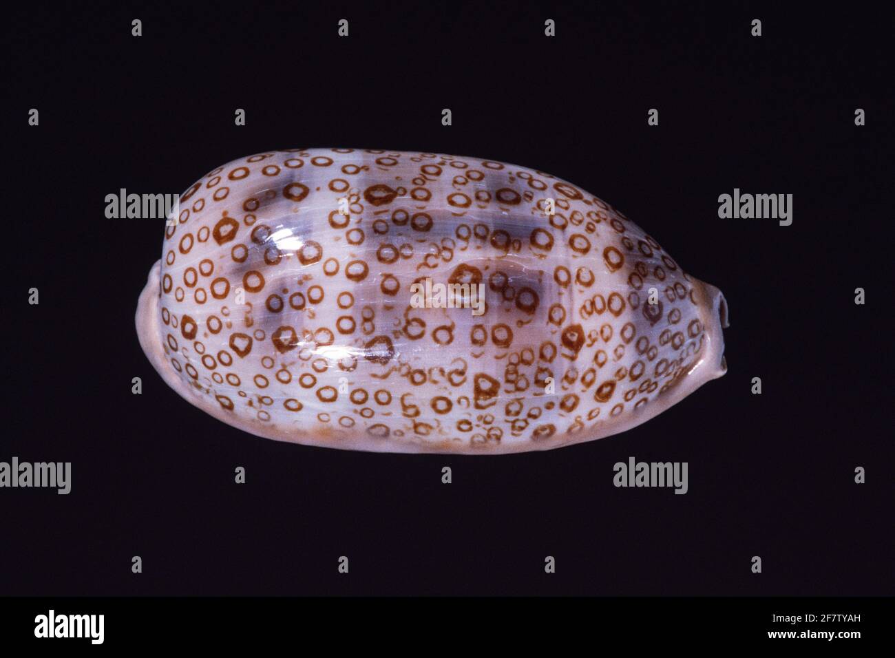 Cowry eyed, Arestorides argus, una lumaca di mare che si trova nella regione Indo-Pacifico. Si tratta di una grande conchiglia di cowry. Foto Stock