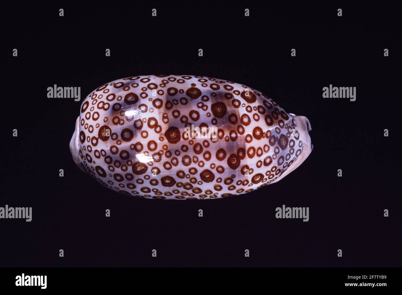 Cowry eyed, Arestorides argus, una lumaca di mare che si trova nella regione Indo-Pacifico. Si tratta di una grande conchiglia di cowry. Foto Stock