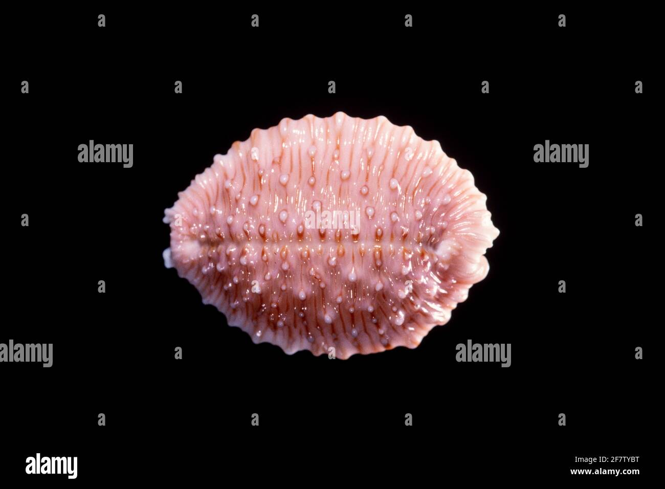 Granulato Cowrie, Nucleolaria granulata, una lumaca di mare che si trova solo nelle Hawaii e nelle Isole Marquesas. Foto Stock