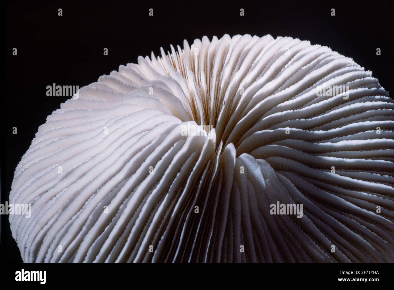 Immagine ravvicinata per mostrare la struttura di questo esoscheletro corallino del disco rigido dal Mar dei Caraibi a Belize. Foto Stock