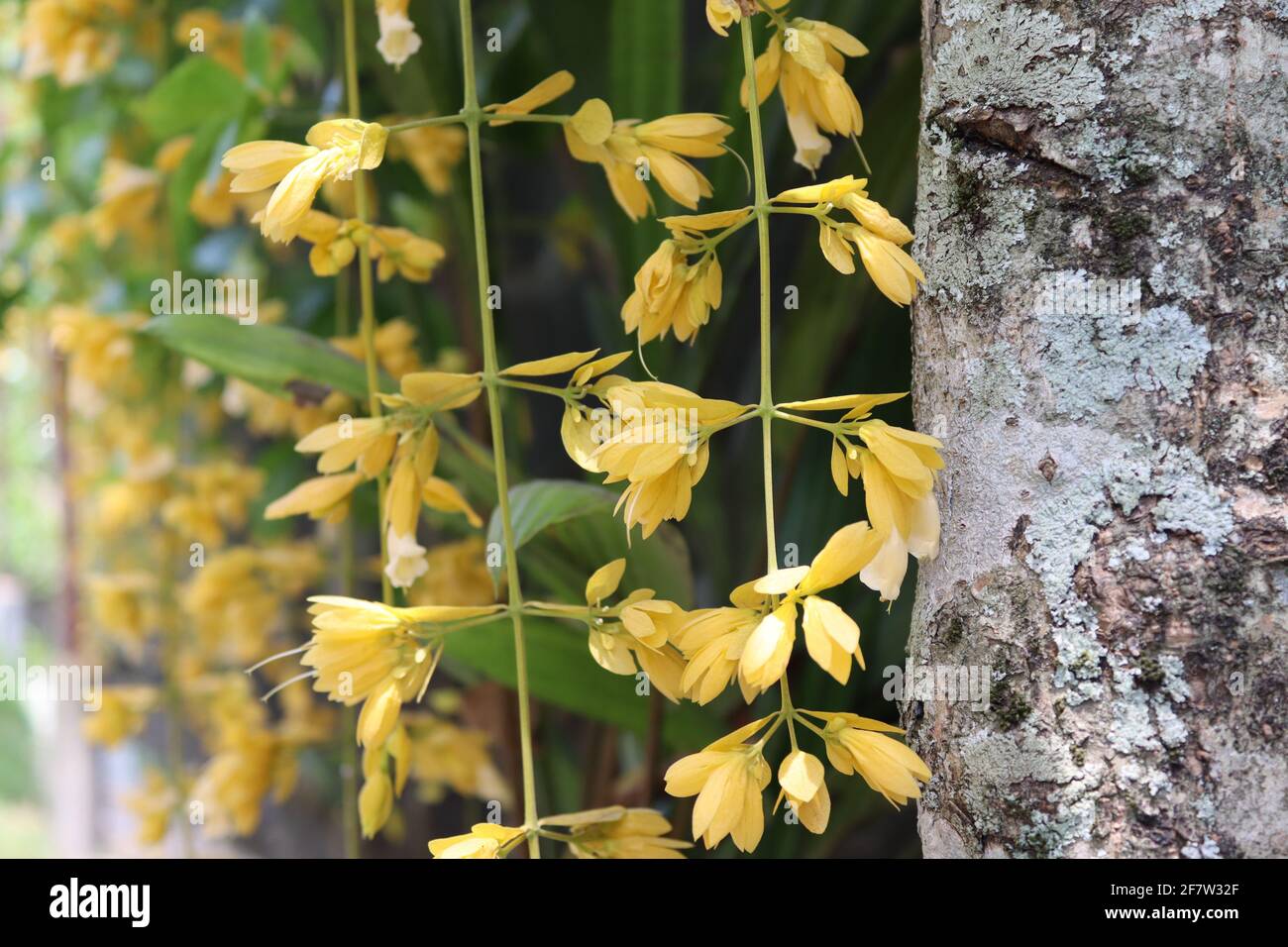 Fiori gialli, il giorno di sole in Sri Lanka. Foto Stock