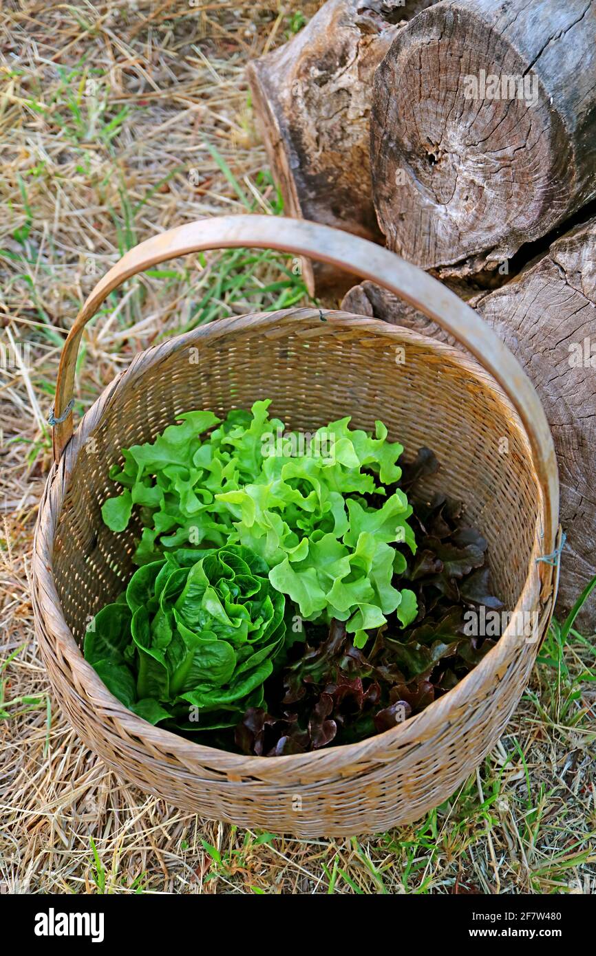 Cestino di lattughe fresche raccolte sulle cannucce secche coperte Massa Foto Stock