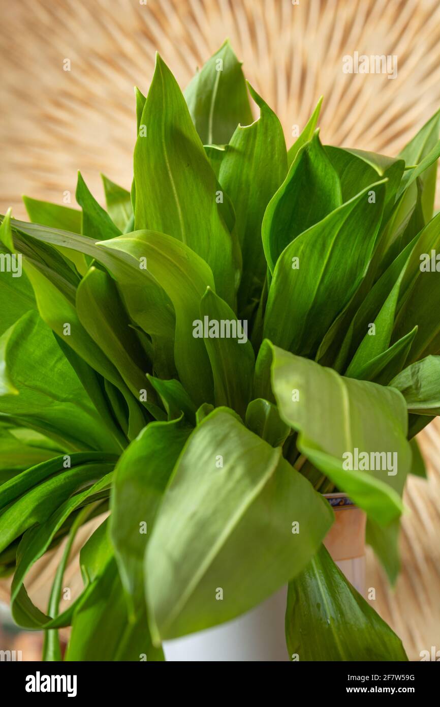 Portare aglio o cipolla. Fonte naturale di vitamine. Cibo sano, dieta. Foto Stock