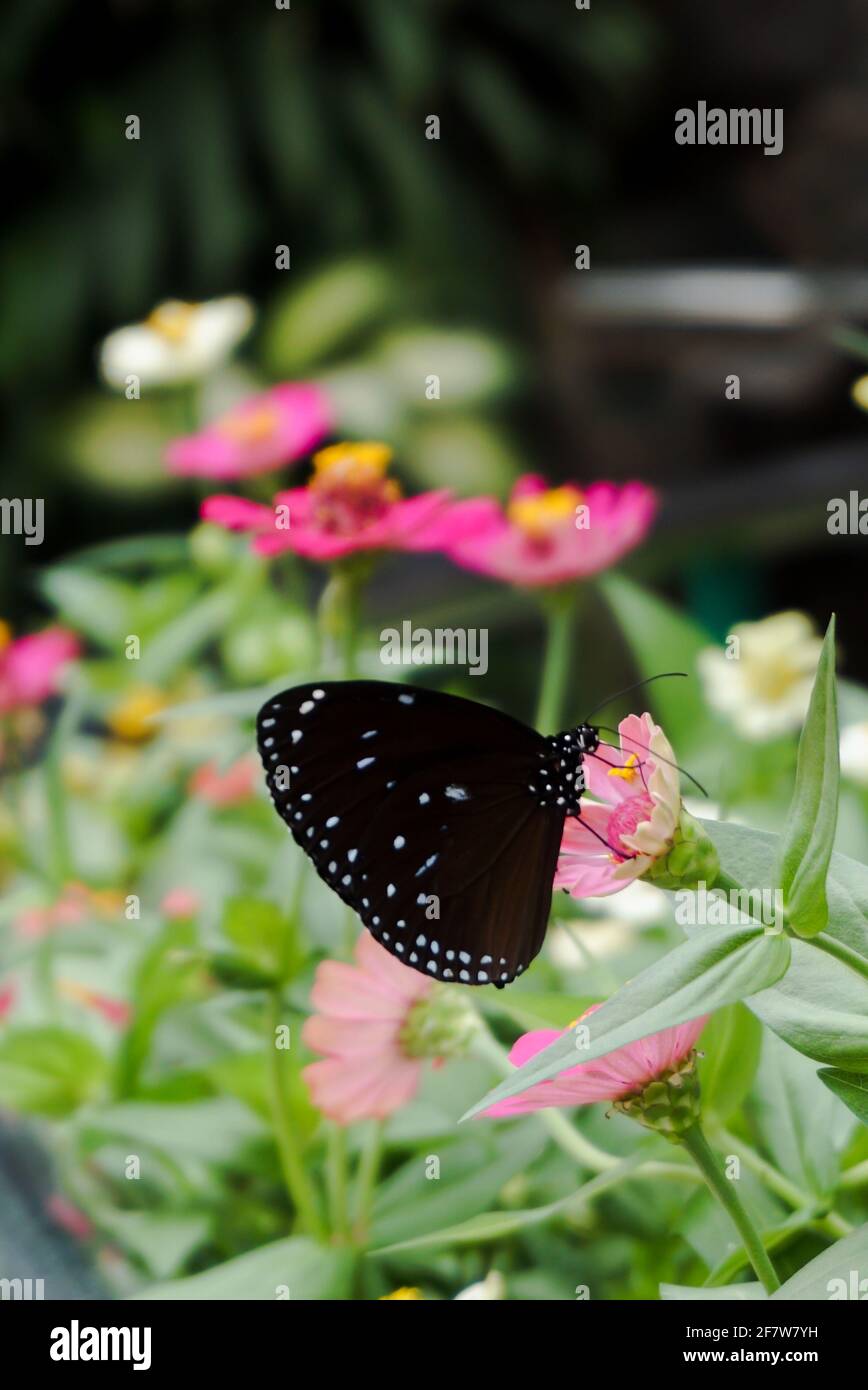 Farfalla perch nel fiore rosa Foto Stock