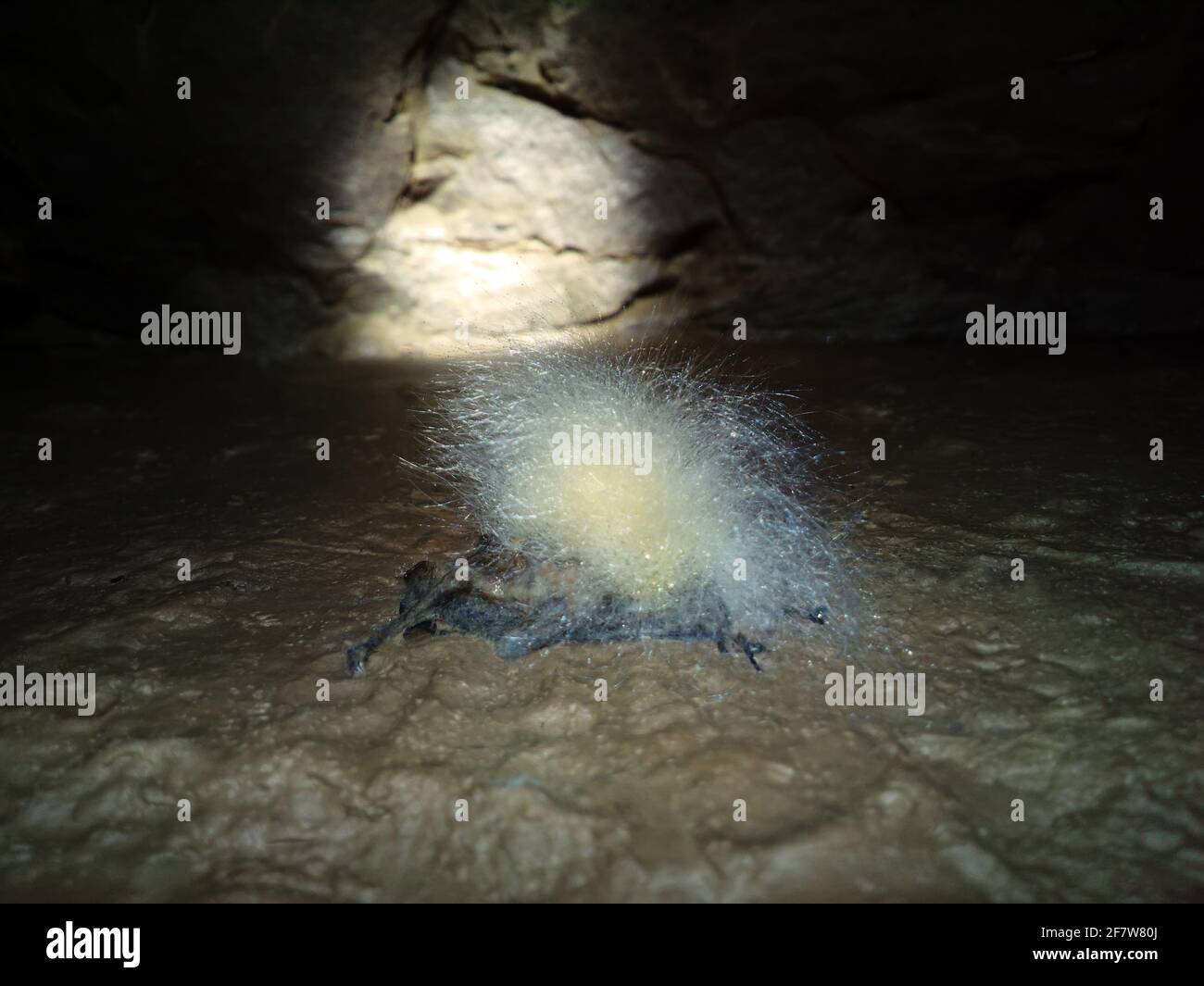 Cave abitanti. Bat morì e sul suo cadavere crebbe grandi funghi muffa  argentata. Speleobios, Biocenosi Caverna. Mistero dungeon, fiore miracolo  Foto stock - Alamy