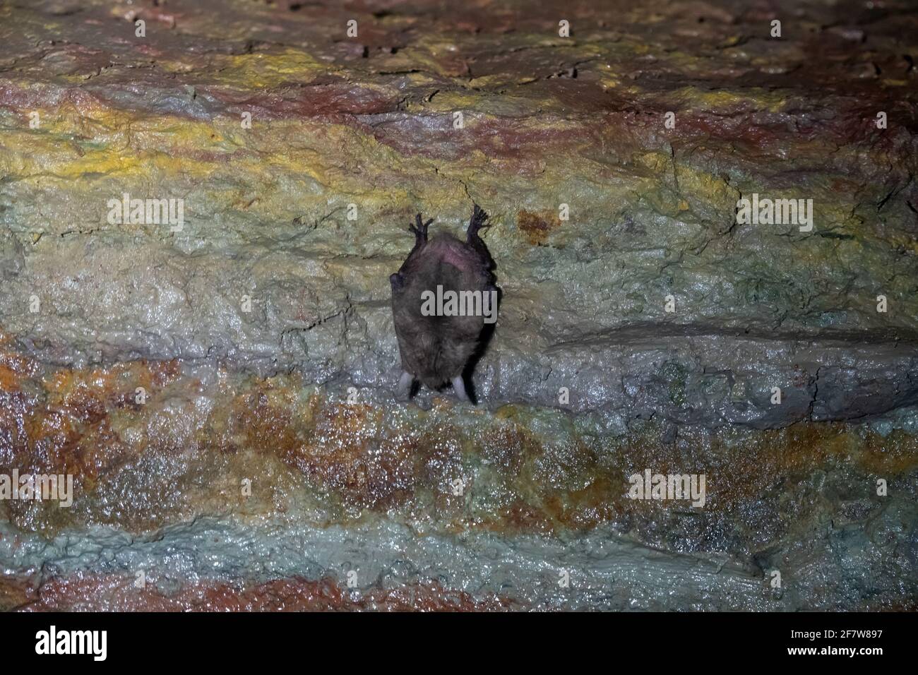 Svernamento (ibernazione) di pipistrelli nelle cave dell'Europa del nord-est. Probabilmente la bat di Daubenton (Myotis daubentoni) Foto Stock