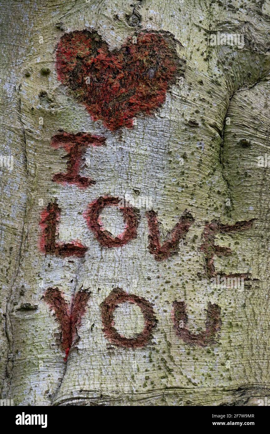 Dichiarazione Io ti amo e un cuore tagliato in un abbaio di albero come un simbolo Foto Stock