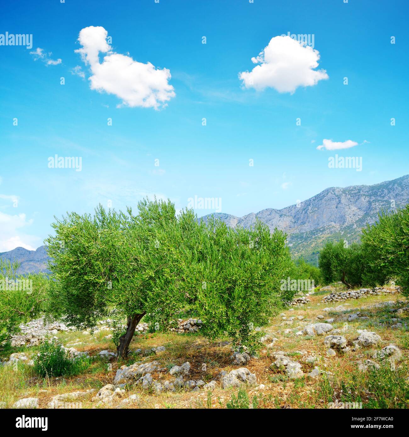 Olivi nella montagna Rilica. Riviera Makarska, Dalmazia Meridionale, Croazia. Foto Stock