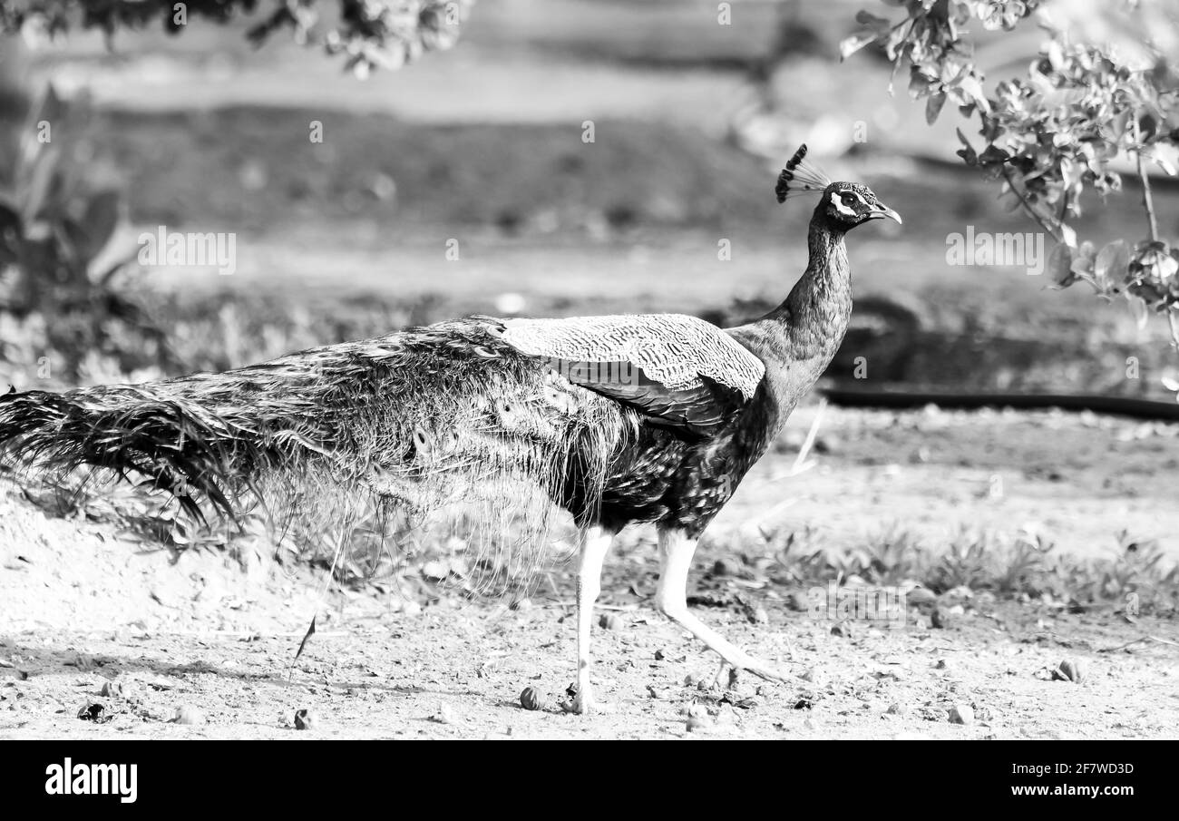 Pavo cristatus Foto Stock