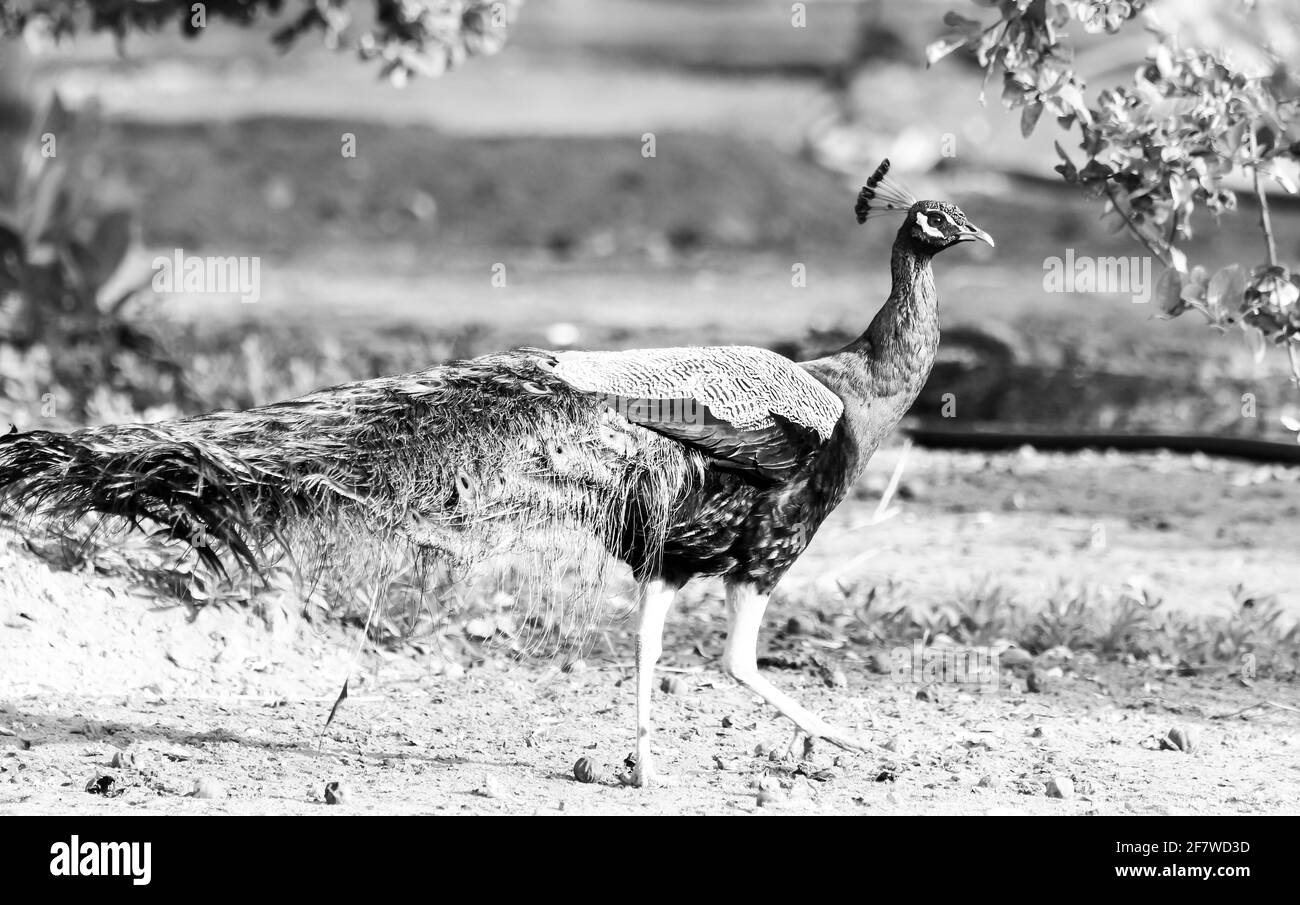 Uccelli indiani, pavone Foto Stock