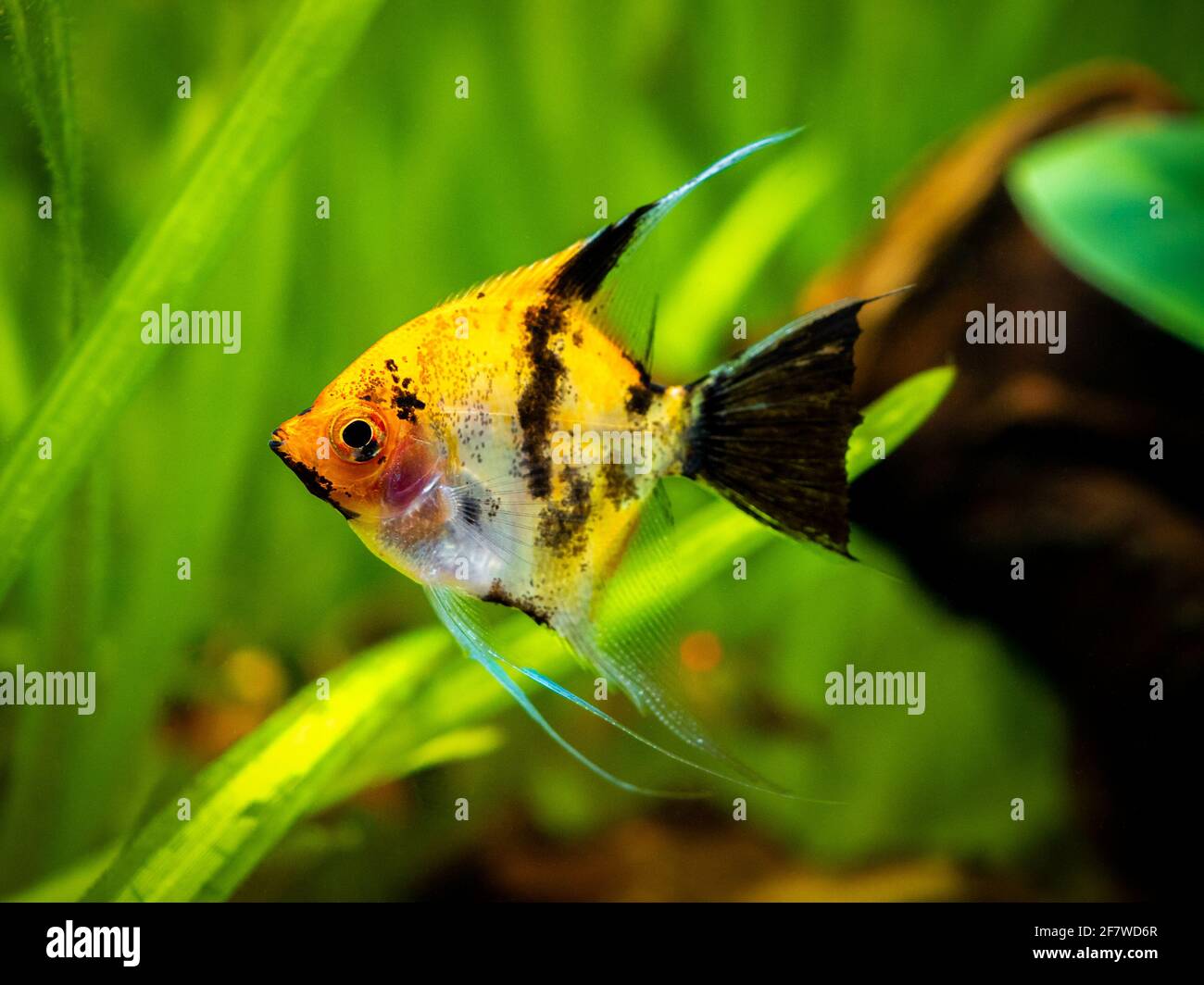 Koi Angelfish (Pterophyllum scalare) isolato in pesci di serbatoio con sfondo offuscato Foto Stock