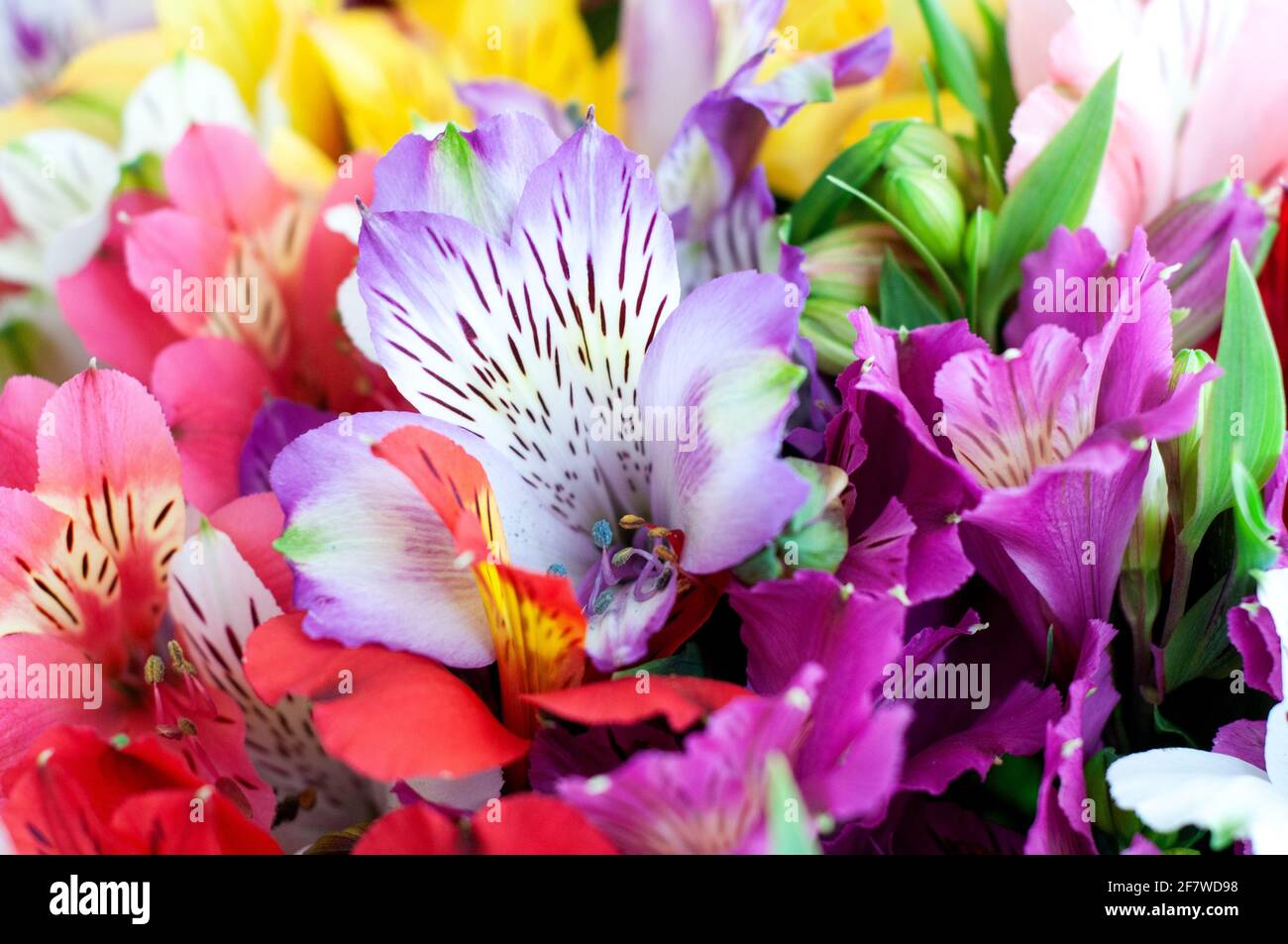 Splendido sfondo floreale di alstroemeria. I fiori di Alstroemeria sono colorati. Viola, rosso, giallo, rosa gigli peruviani. Foto Stock