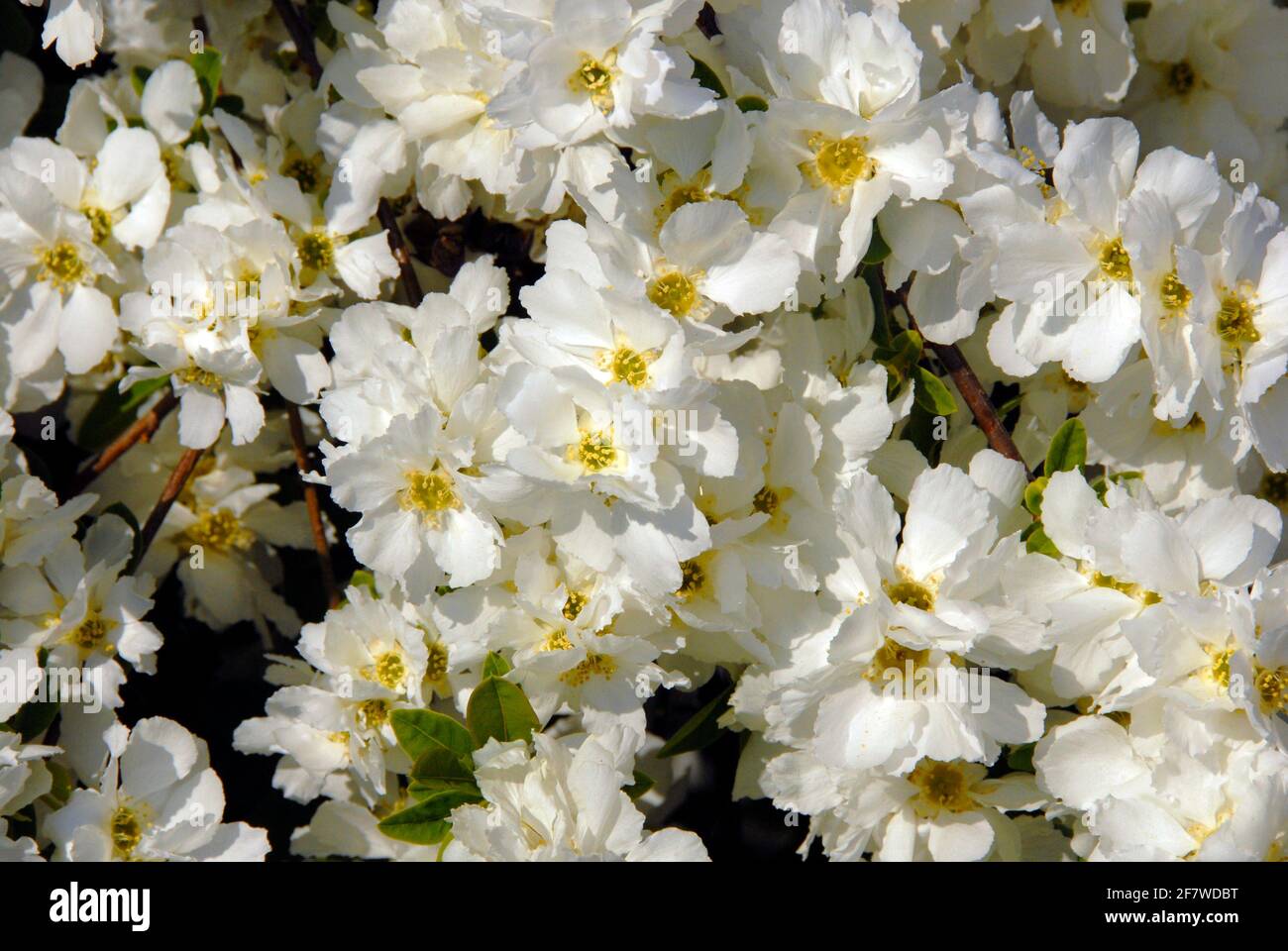 Pearl bush, Exochorda x macrantha " sposa " Foto Stock