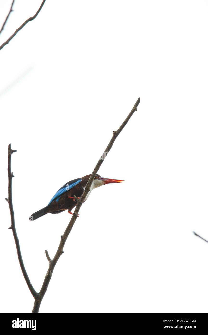 uccelli dell'india Foto Stock
