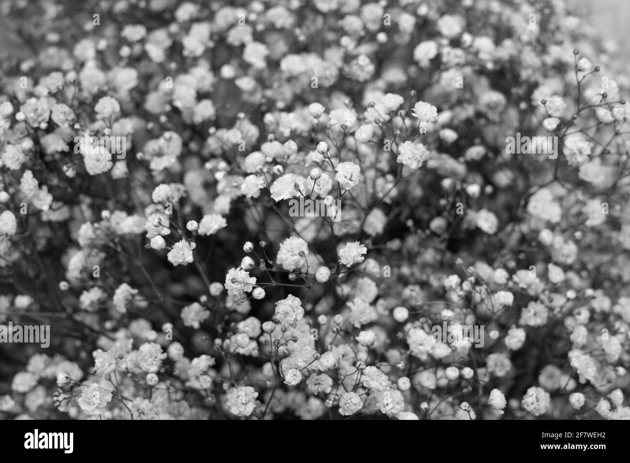 Bouquet di gypsophila. Delicato sfondo floreale monocromatico di piccoli fiori di gypsophila. Foschia l'erba. Foto Stock