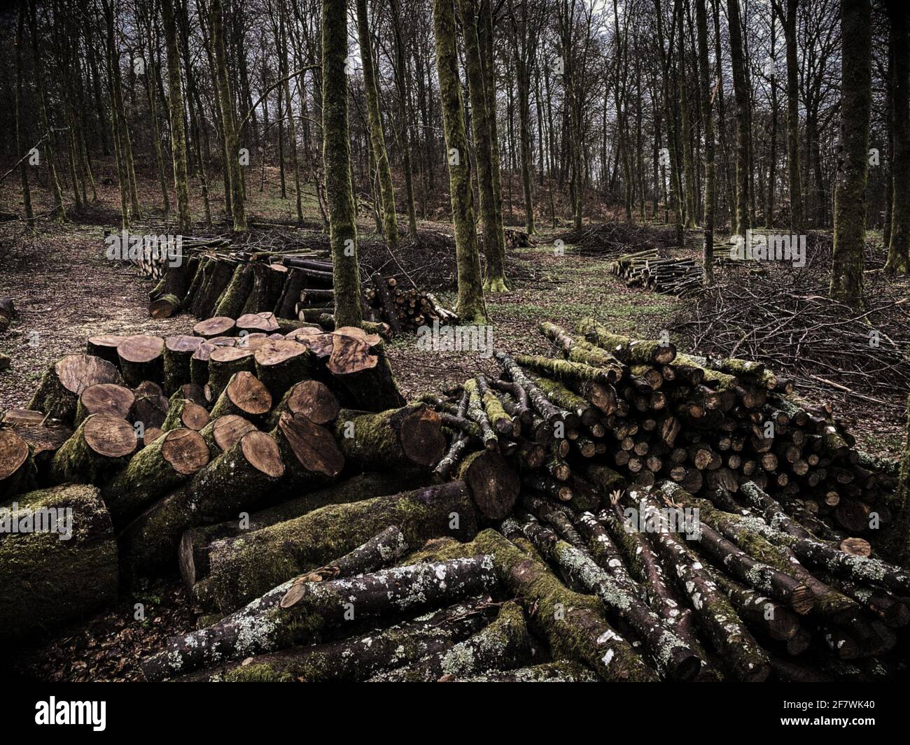 Gestione forestale, lavoro forestale, in una foresta a foglia larga, pila di tronchi di alberi tagliati in una foresta di Virton, Lussemburgo, Belgio Foto Stock