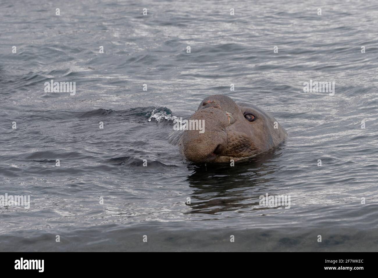 Foca maschile dell'Elefante Meridionale (Mirounga leonina) in acqua, Fortuna Bay, Georgia del Sud, Georgia del Sud e Isole Sandwich, Antartide Foto Stock Foca maschile dell'Elefante Meridionale (Mirounga leonina) in acqua, Fortuna Bay, Georgia del Sud, Georgia del Sud e Isole Sandwich, Antartide Foto Stock