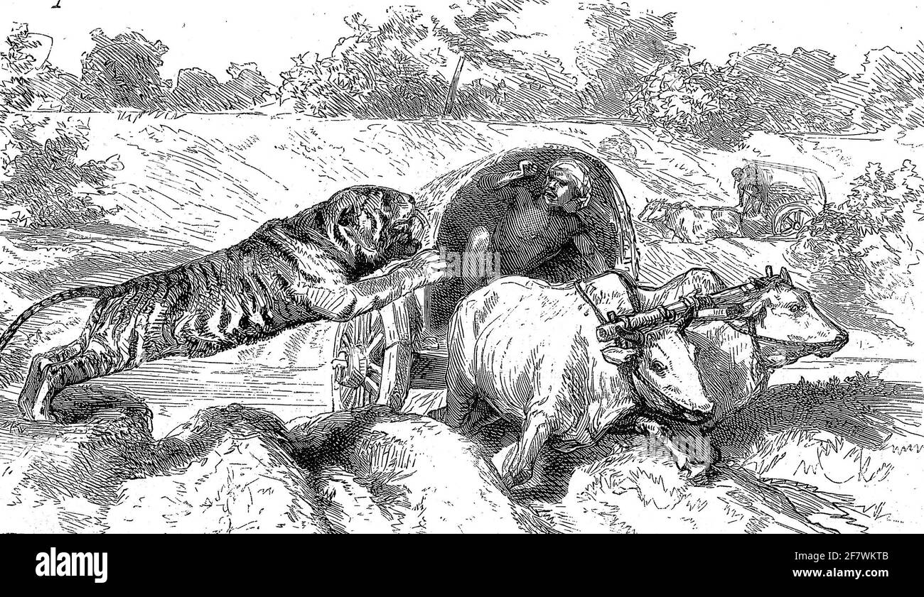 Incisione di una tigre che mangia l'uomo attaccando un uomo sul suo carro di bue. Foto Stock Incisione di una tigre che mangia l'uomo attaccando un uomo sul suo carro di bue. Foto Stock