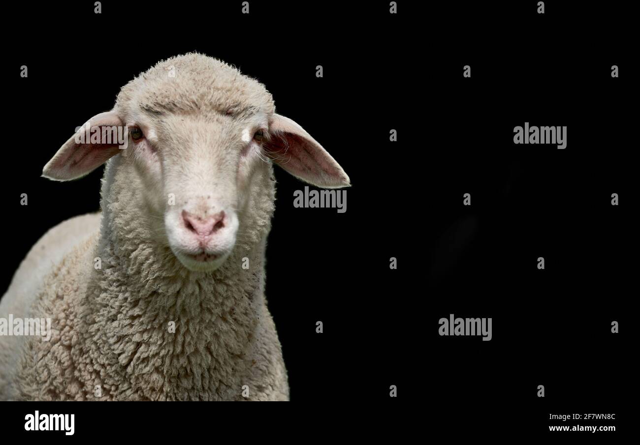 Agnello bianco isolato su sfondo nero con spazio copia. Foto Stock