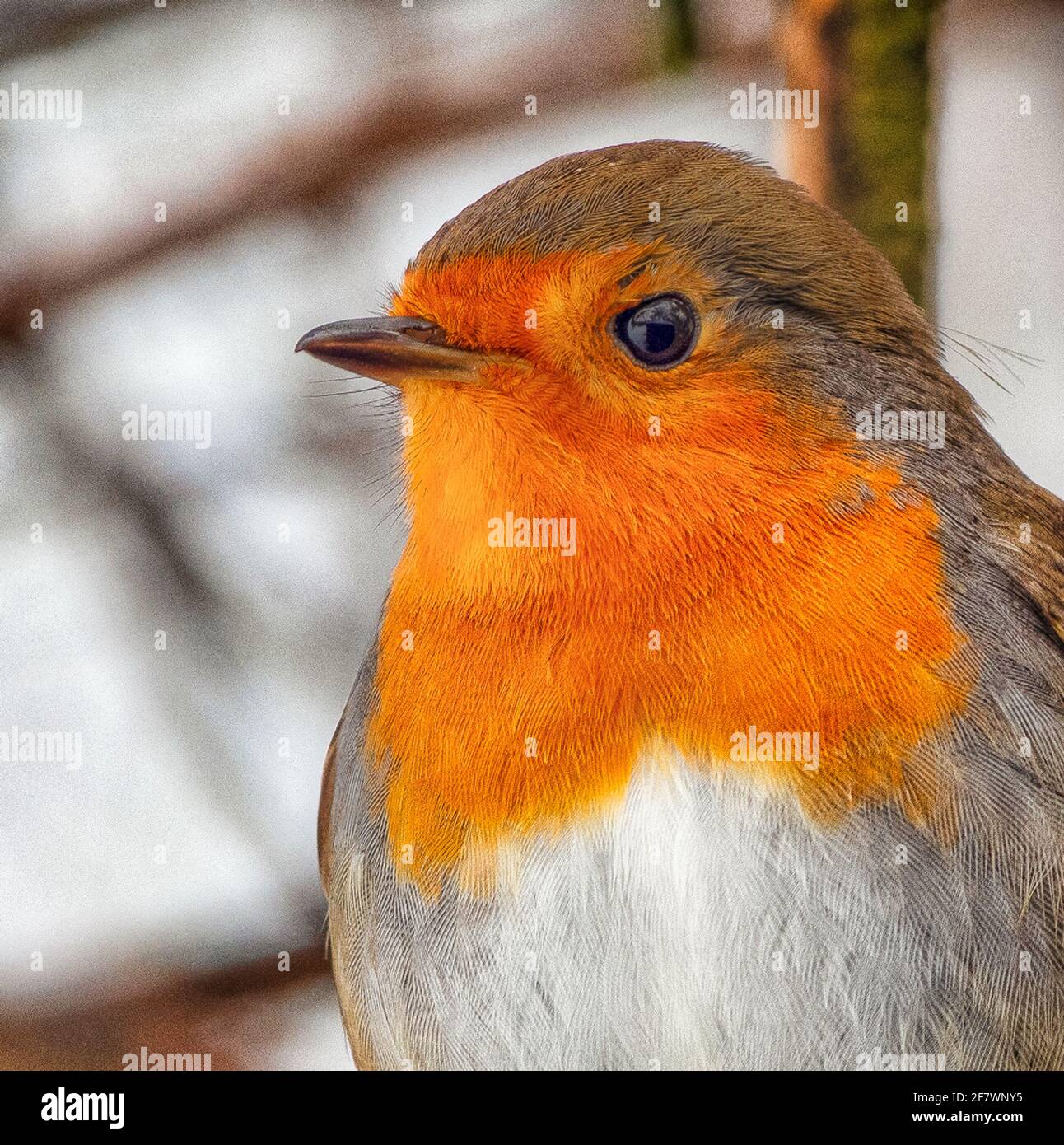 Primo piano Robin (Erithacus rosella) in inverno Foto Stock