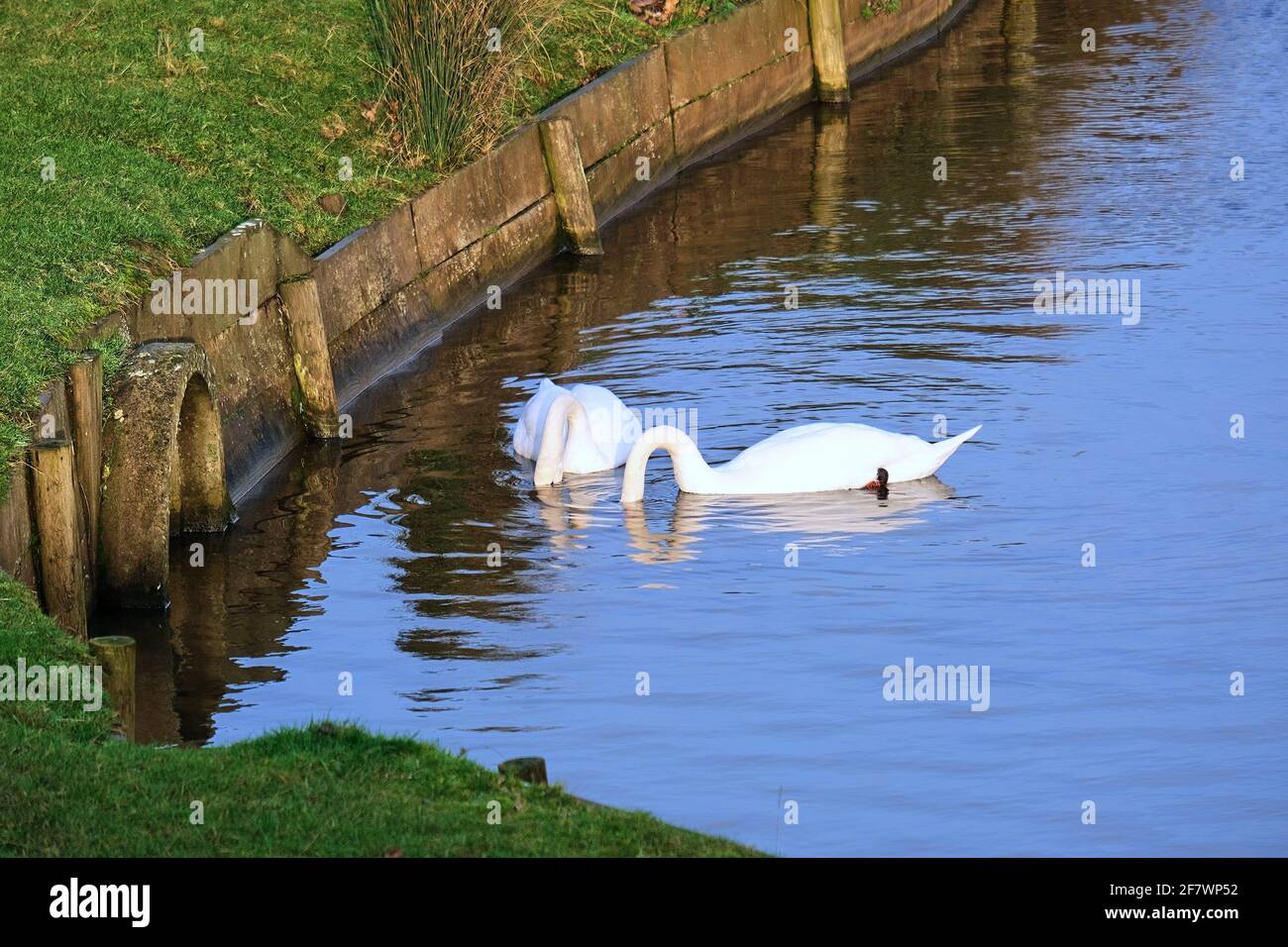 Cigni: Due cigni bianchi (cygnus olor) che si nutrono su un lago a Woburn, Bedfordshire, Inghilterra, gennaio 2021. Foto Stock